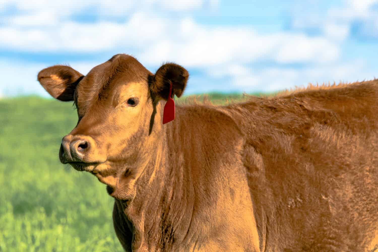 Close up of a red Gelbvieh heifer with blue sky and green pasture background