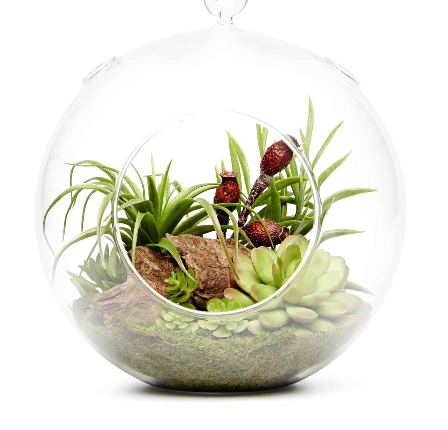 Succulent plants arrangement with decorative ornaments in a glass terranium. Isolated on white background.