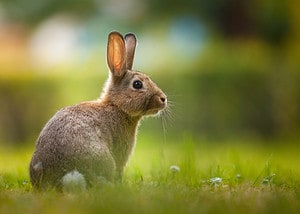 Discover 25 Smells That Rabbits Absolutely Hate Picture
