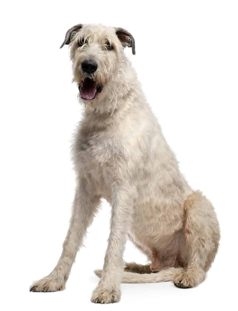 Irish Wolfhound, 4 years old, sitting in front of white background