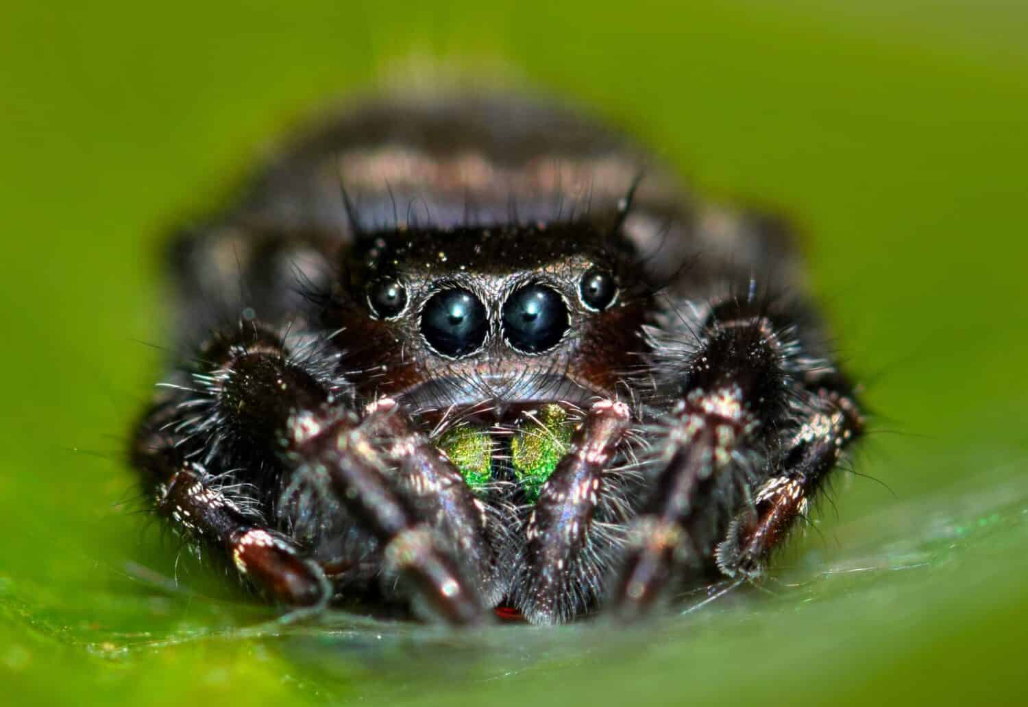Bold Jumping Spider, or Daring Jumping Spider (Phidippus audax) looks at the camera from the relative safety of its webbing on the leaf of a water plant.
