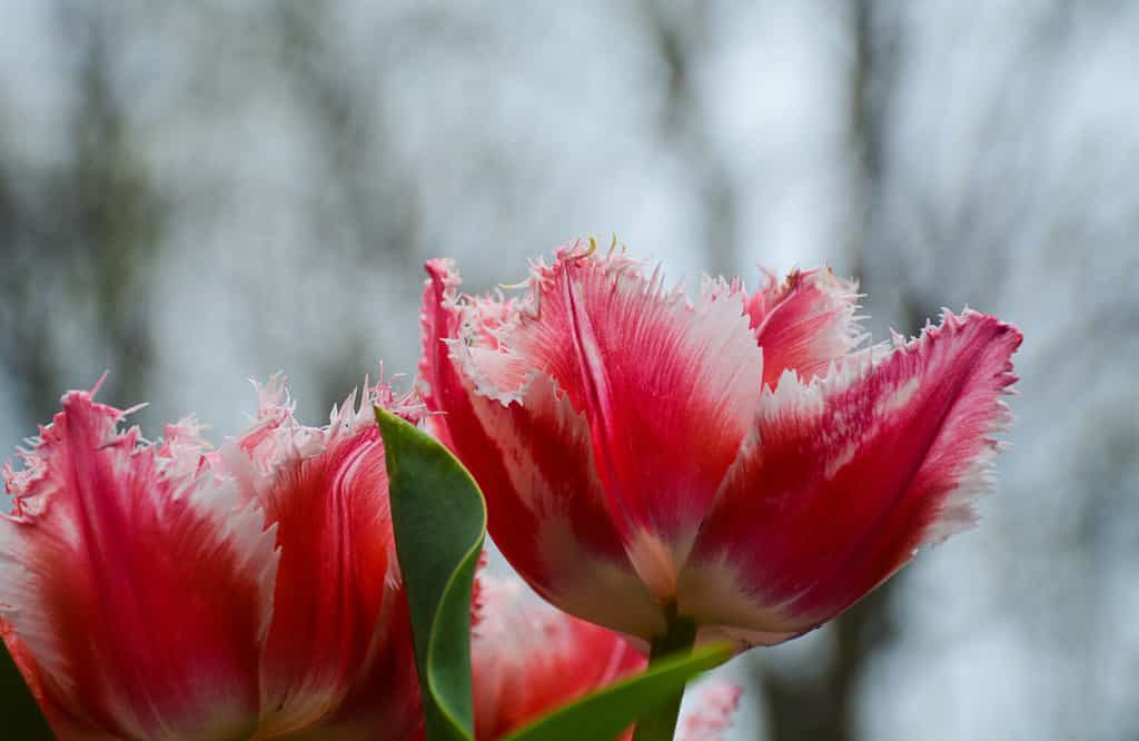Fringed Pink Tulip Bell Song. Tulips by the Window On a Cloudy Day.