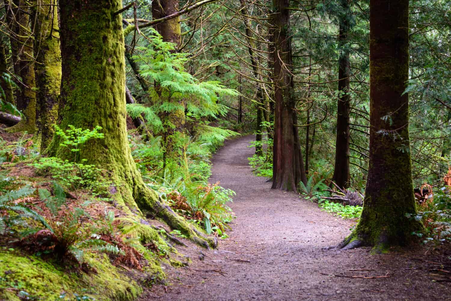 Trail through Forest at Lewis and Clark National and State Historical Parks