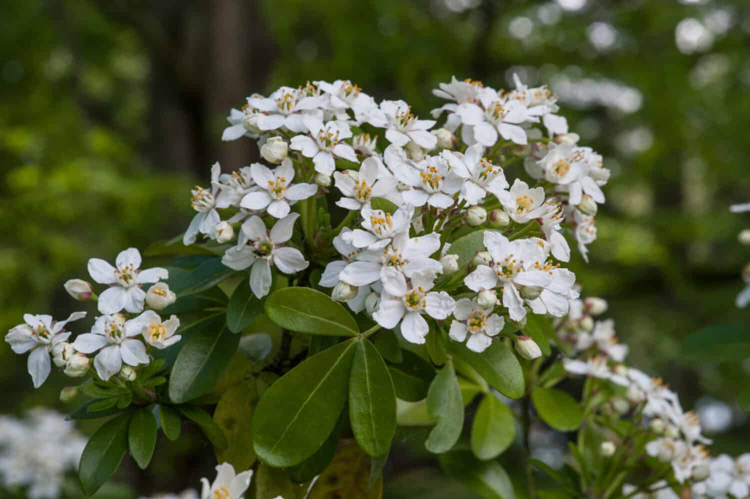 A close-up of a Choisya White Dazzler plant, showcasing its stunning white blossoms and vibrant foliage.