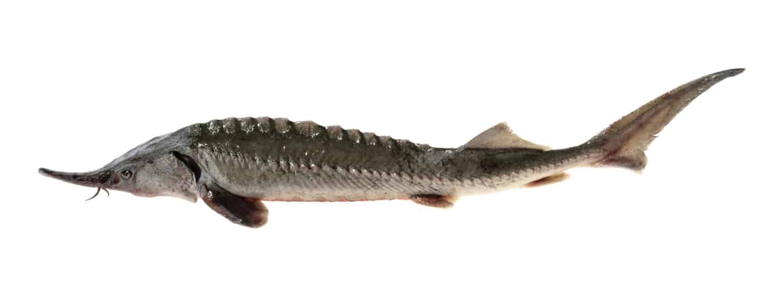 A picture of a sturgeon fish isolated on white without a shadow. 