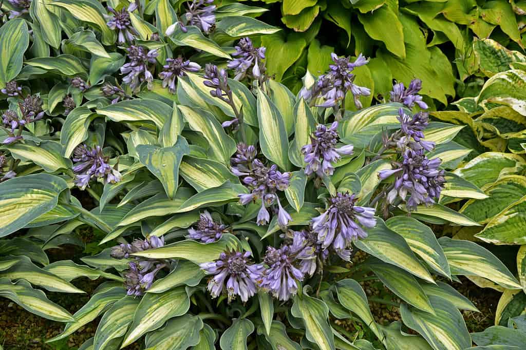 Close up of a flower border with Hosta 'June' flowering
