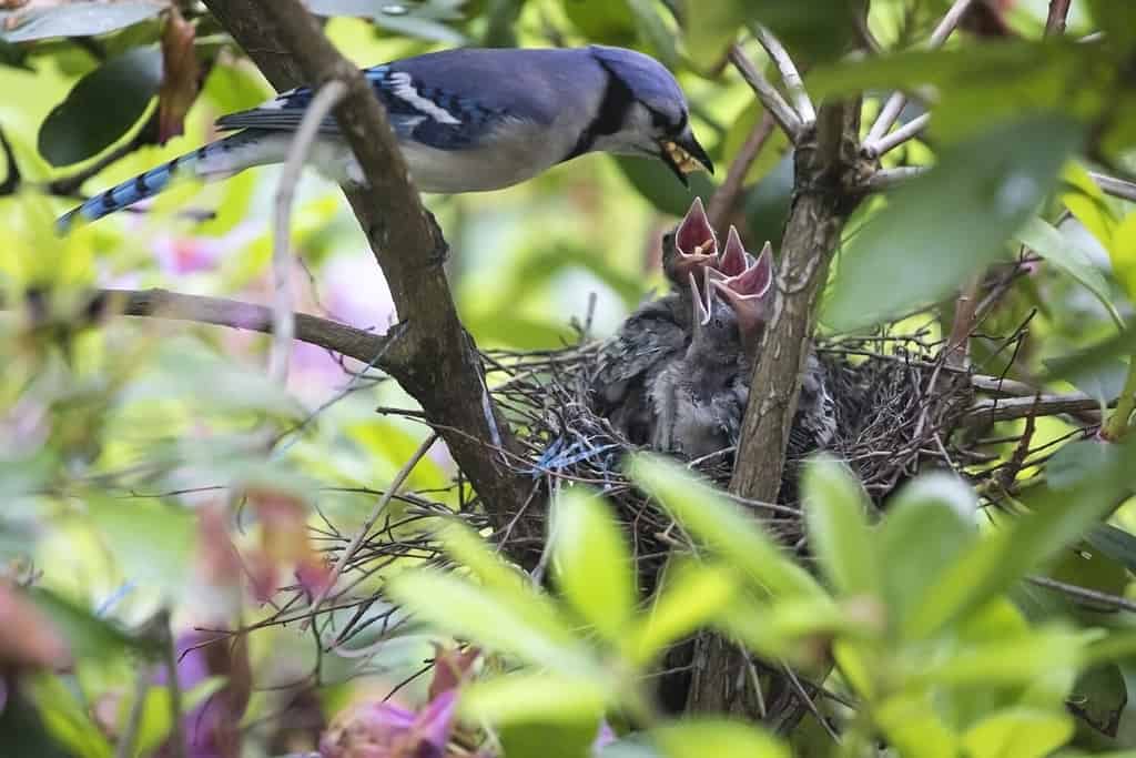 A mother Blue Jay feeding her hungry babies