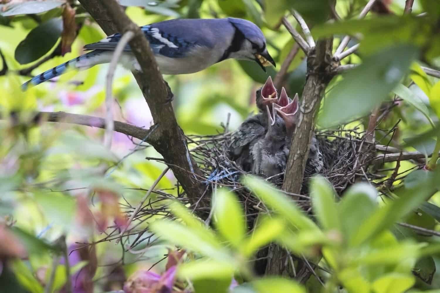 A mother Blue Jay feeding her hungry babies 