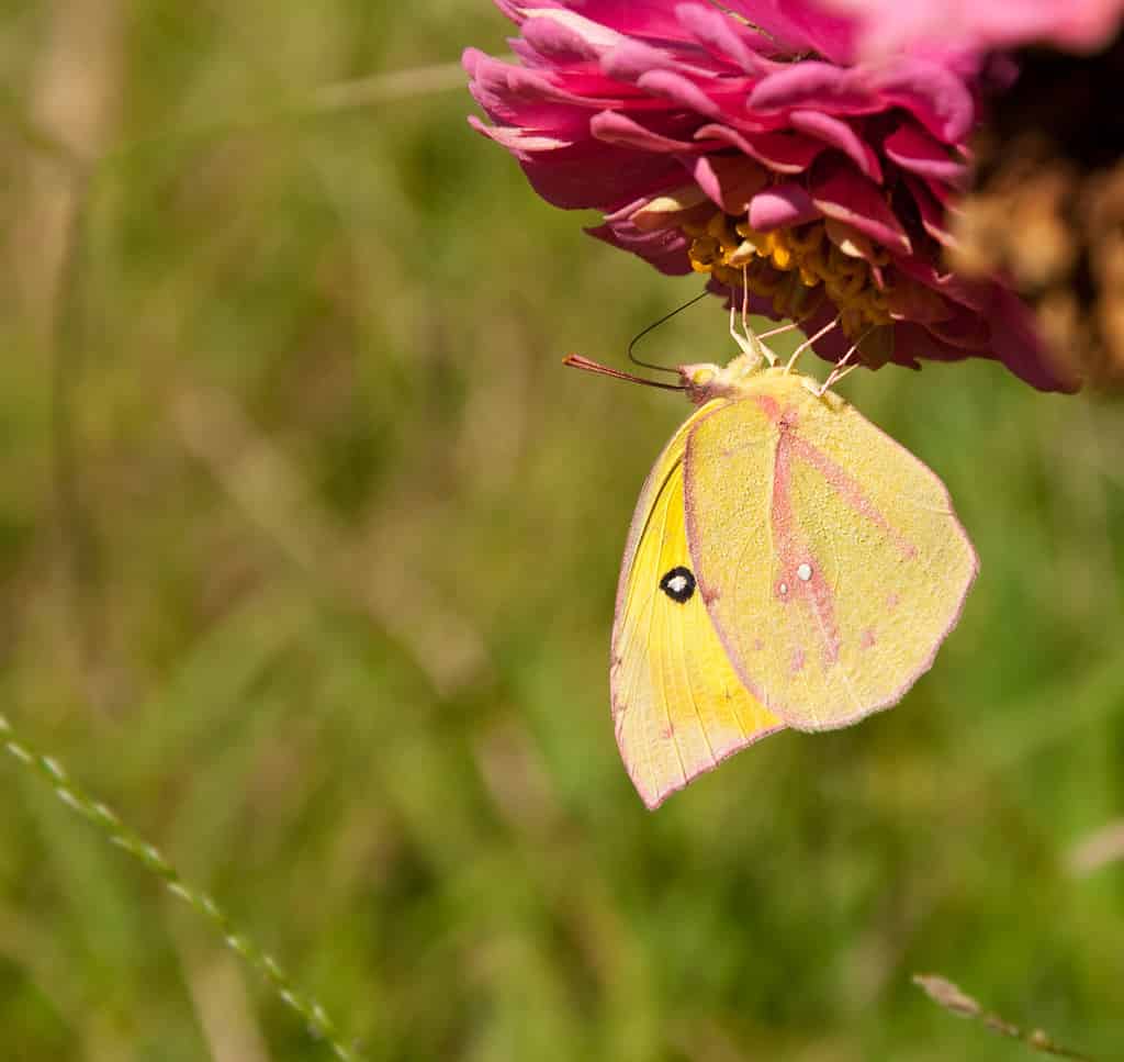 Beautiful Southern Dogface butterfly feeding upside down on a pink flower