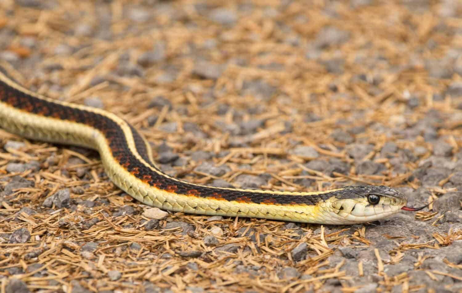 Valley Garter Snake (Thamnophis sirtalis fitchi) slithering across a country road