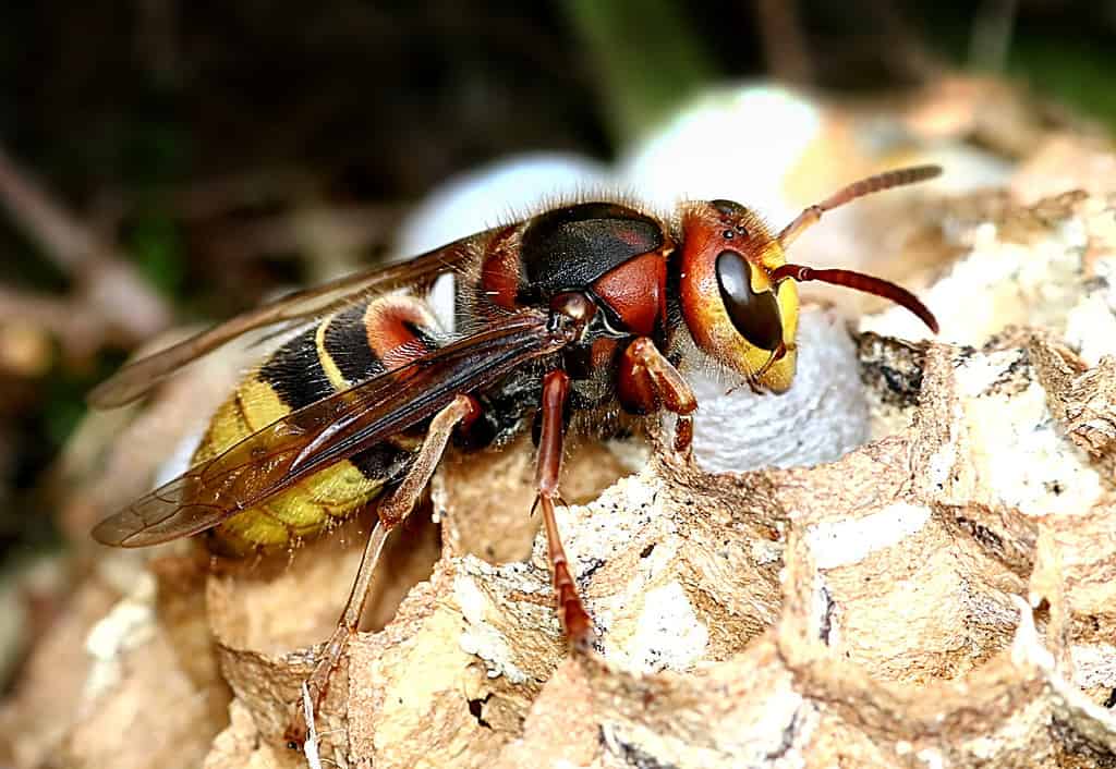 European hornet (Vespa crabro) busy building a hornet's nest.