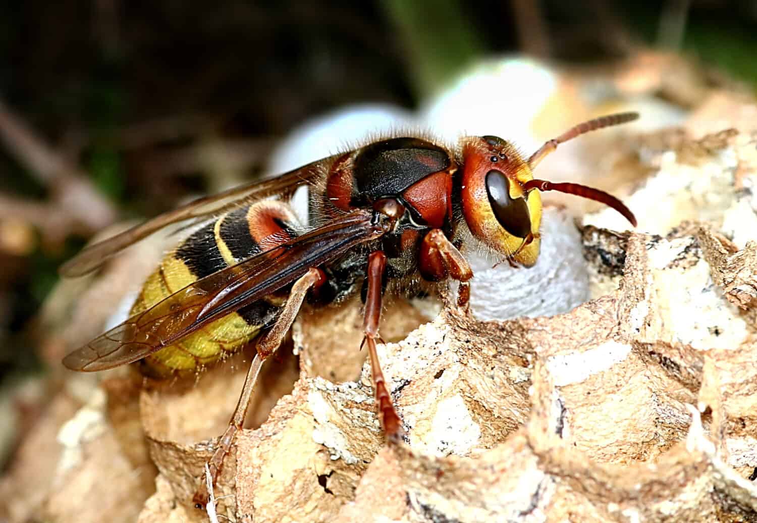 European hornet (Vespa crabro) busy building a hornet's nest.- types of wasps in Michigan