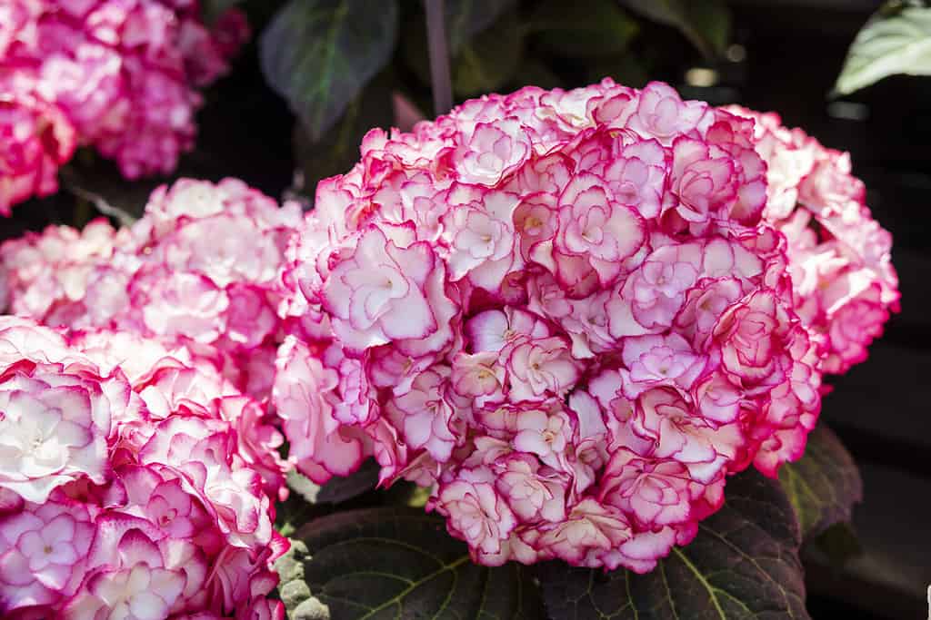 Hydrangea macrophylla with intricate dark pink and white double flowers.