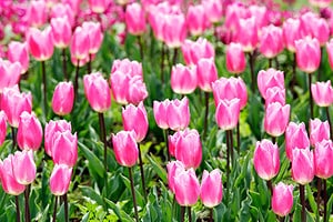 10 Tulips In New York to Plant This Autumn Picture