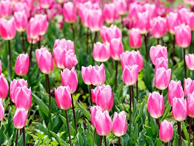A The 7 Most Magnificent Tulips to Grow in New Jersey