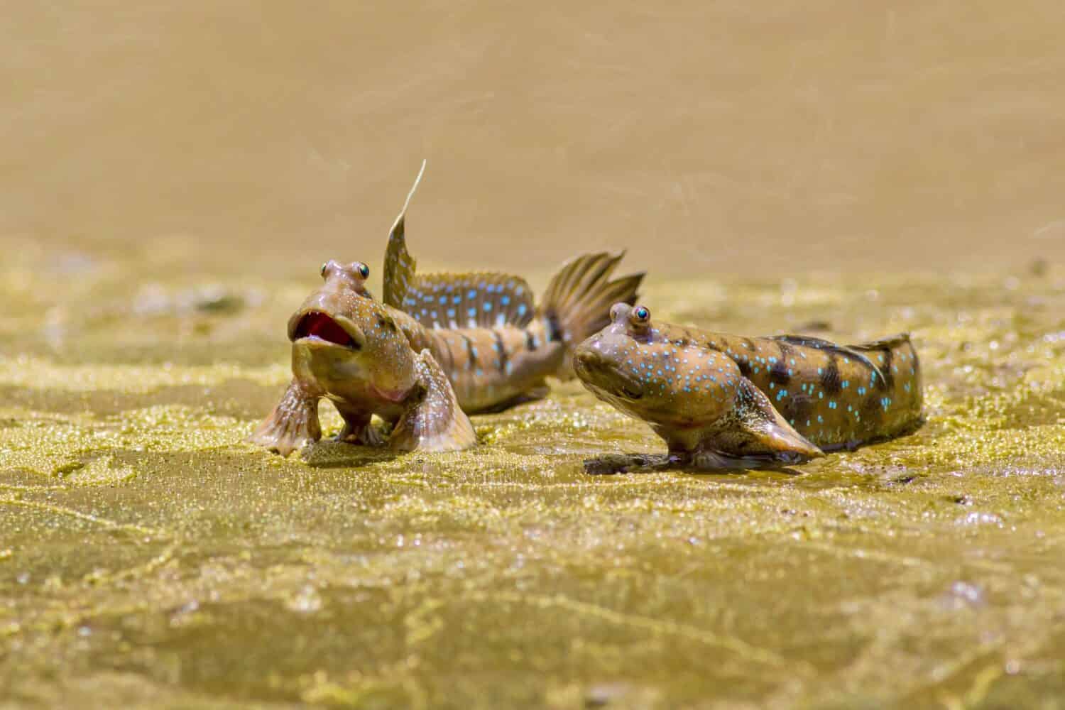 Mudskipper fish, Amphibious fish, Fish on the mangrove.