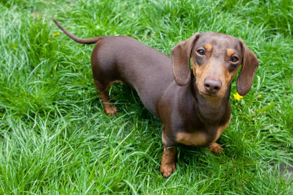 Dogs similar to pugs - Miniature Dachshund standing in long grass