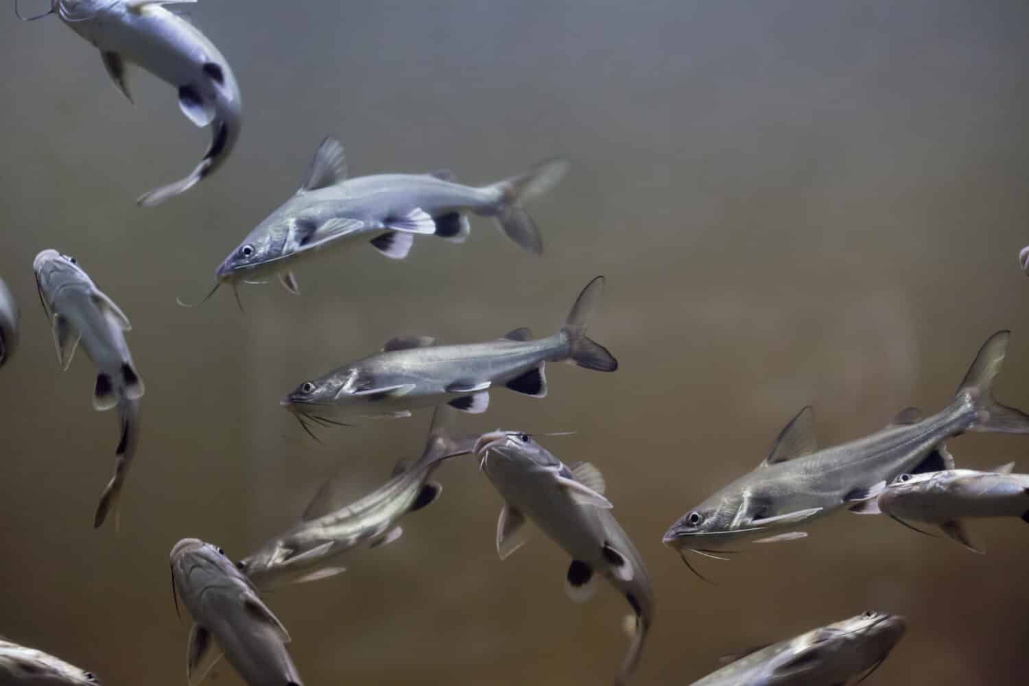 Tete sea catfish (Ariopsis seemanni), also known as the Colombian shark catfish.