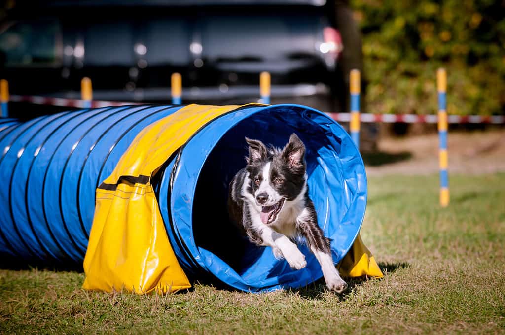 Border Collie running out of a tunnel with tis ears flapping