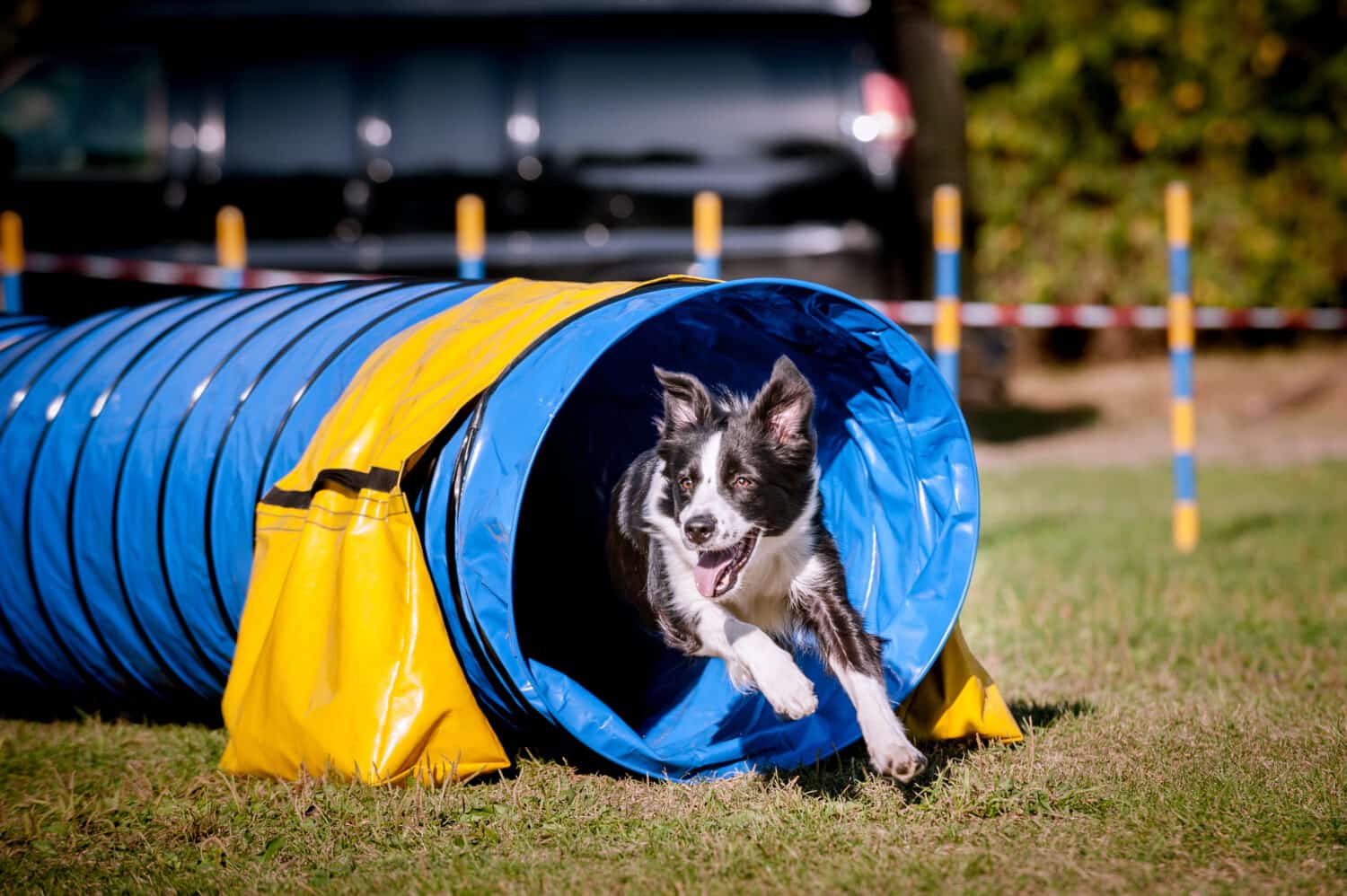 Border Collie running out of a tunnel with tis ears flapping