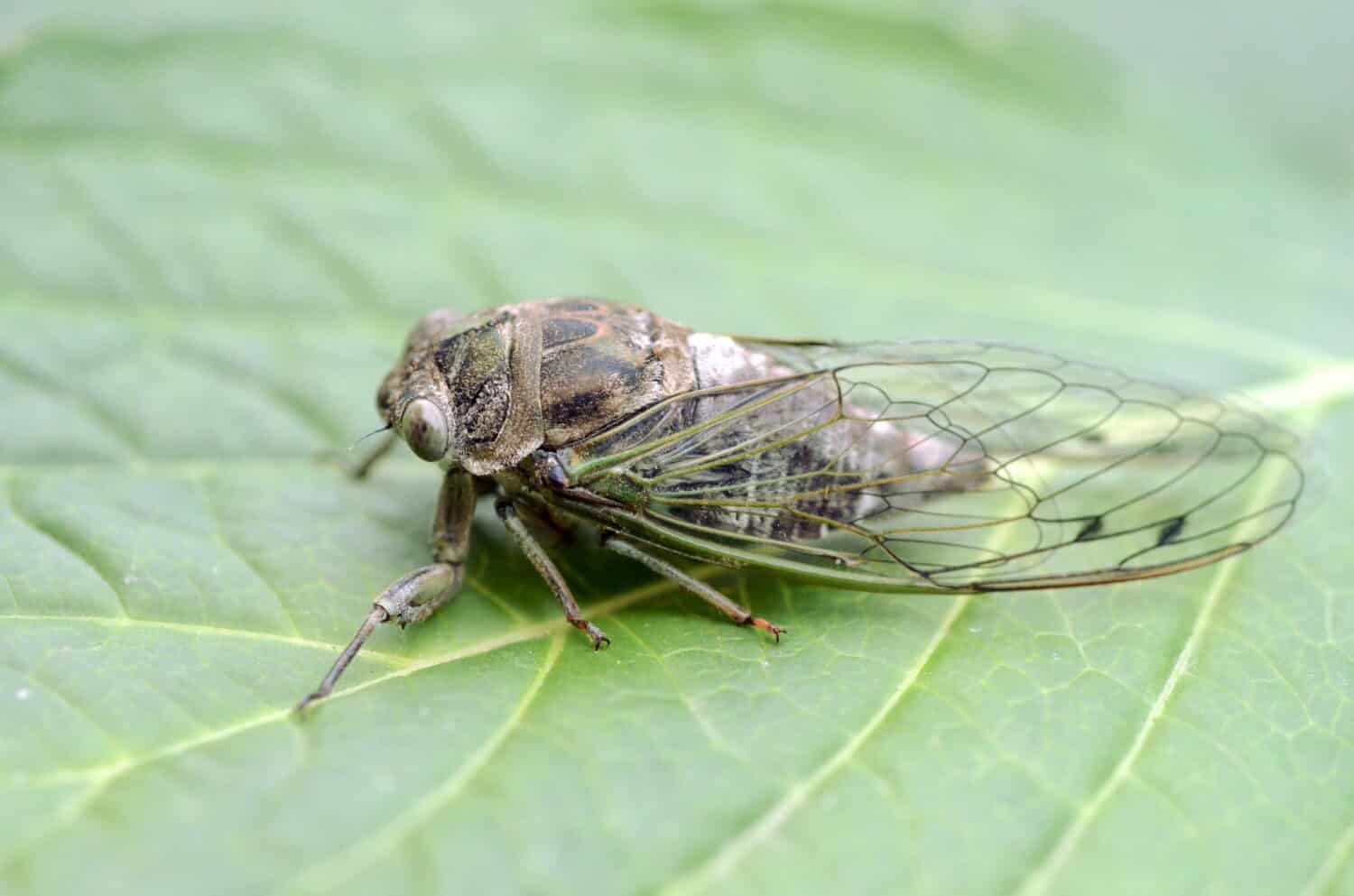 Dog-day cicada (Neotibicen canicularis) on a green leaf side view macro image
