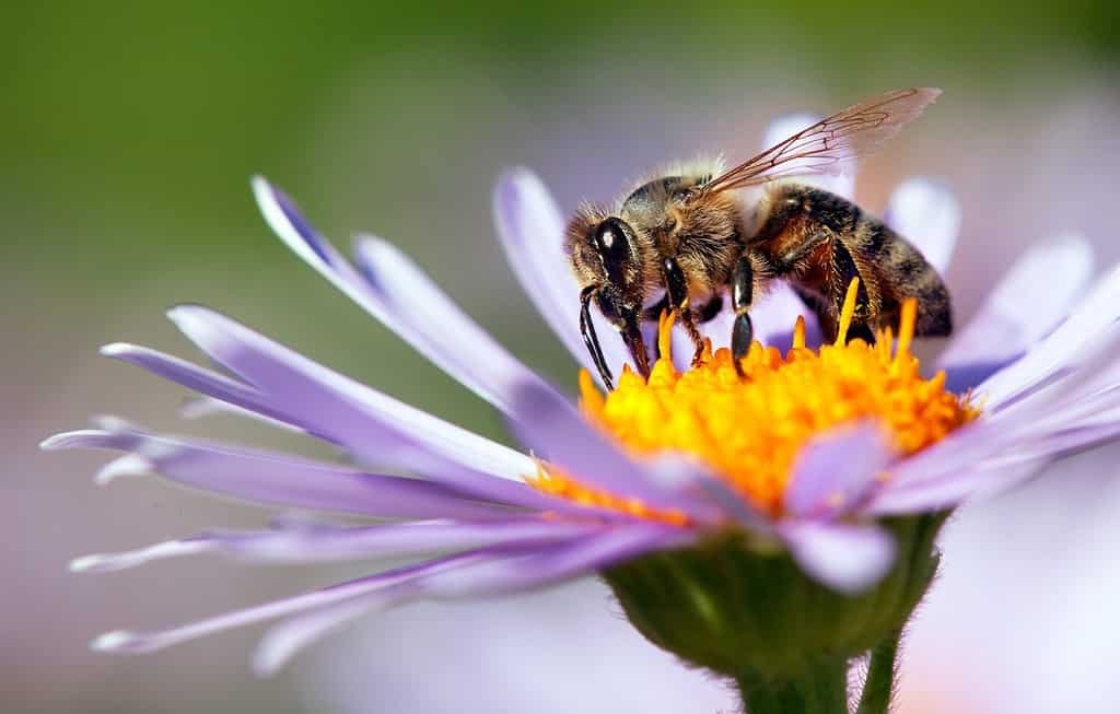 detail of honeybee in Latin Apis Mellifera, european or western honey bee sitting on the violet or blue flower