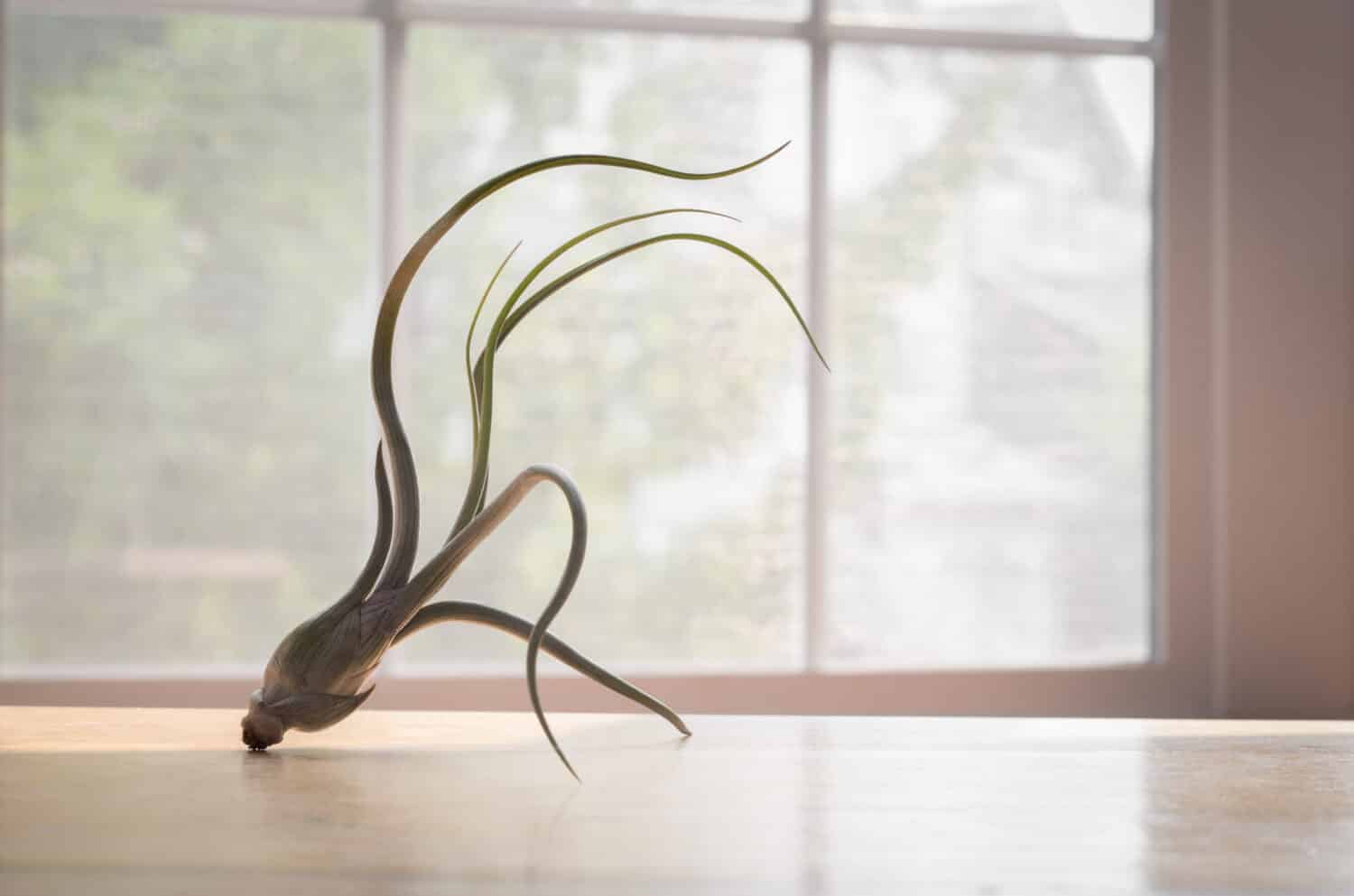 Tillandsia bulbosa air plant in front of window.