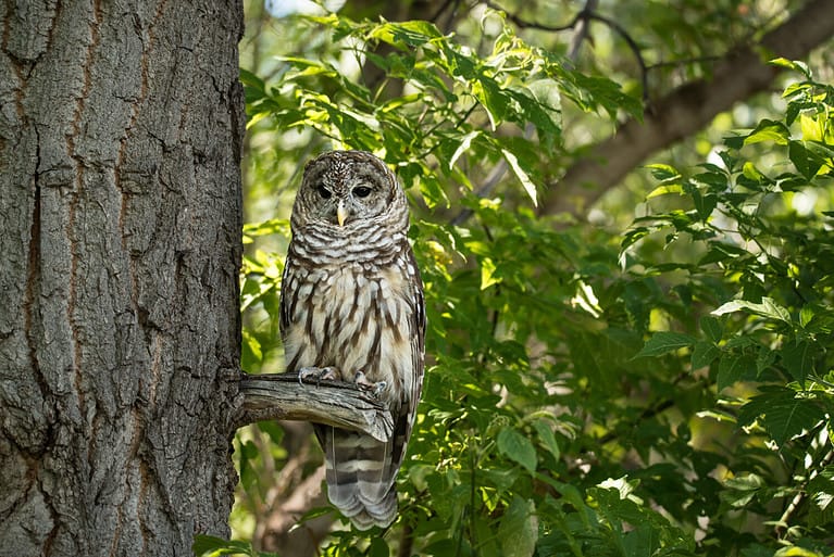 Northern spotted owl watching from a tree branch