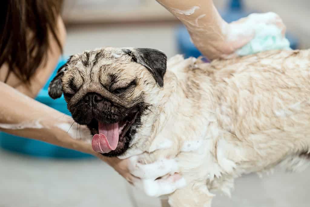 cute pug take a bath