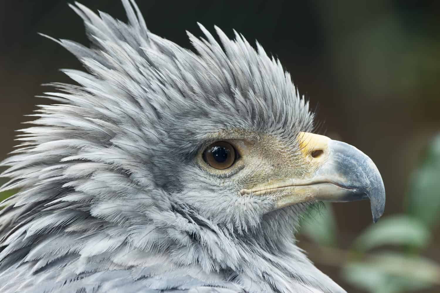 Chaco eagle - Harpyhaliaetus coronatus