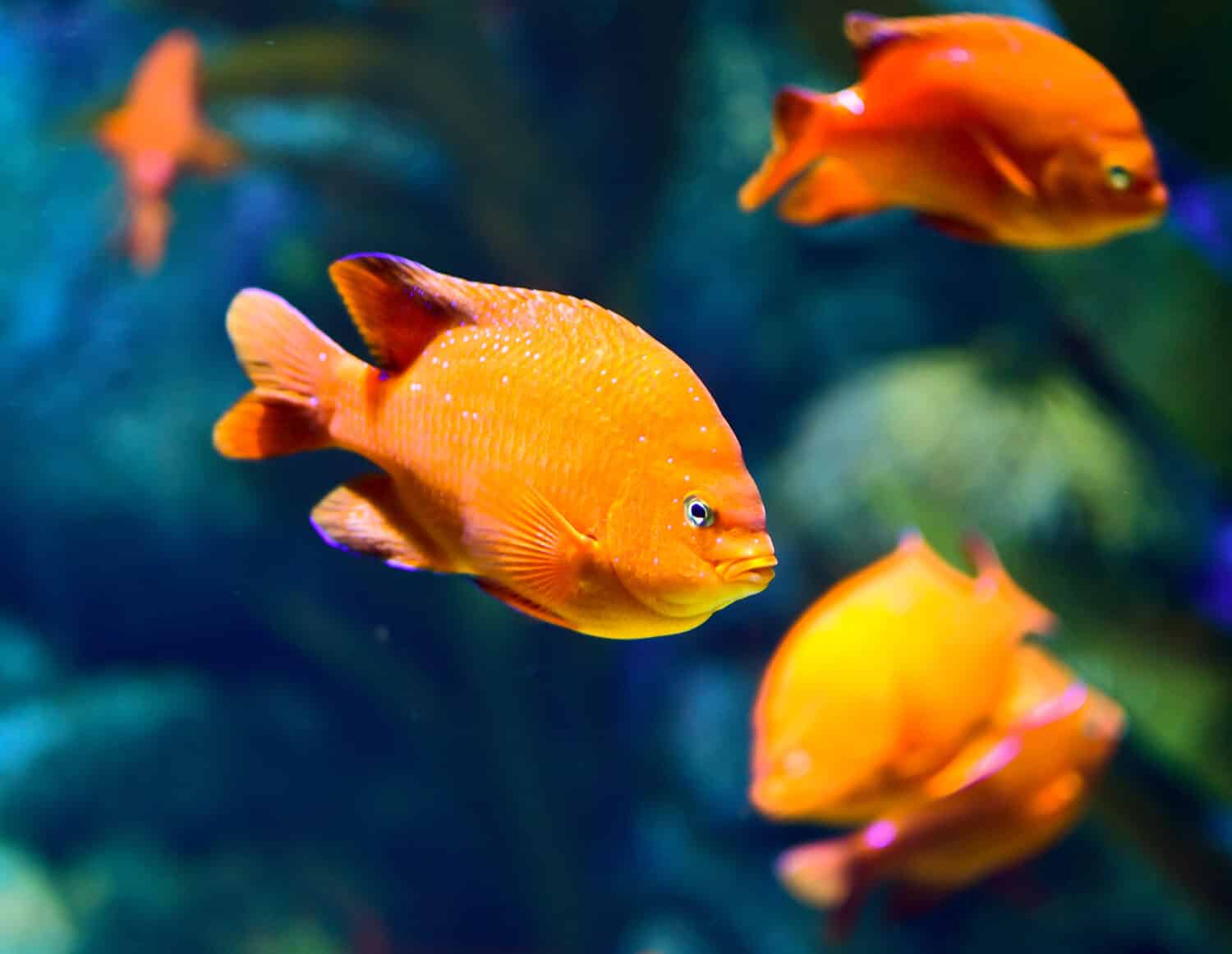 Garibaldi Damselfish