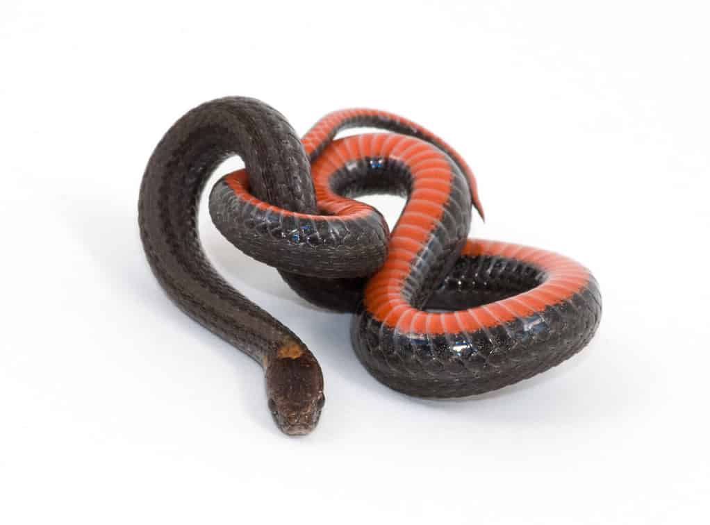 Photograph of a small Red-bellied Snake coiled up and showing the red belly isolated against a white background.