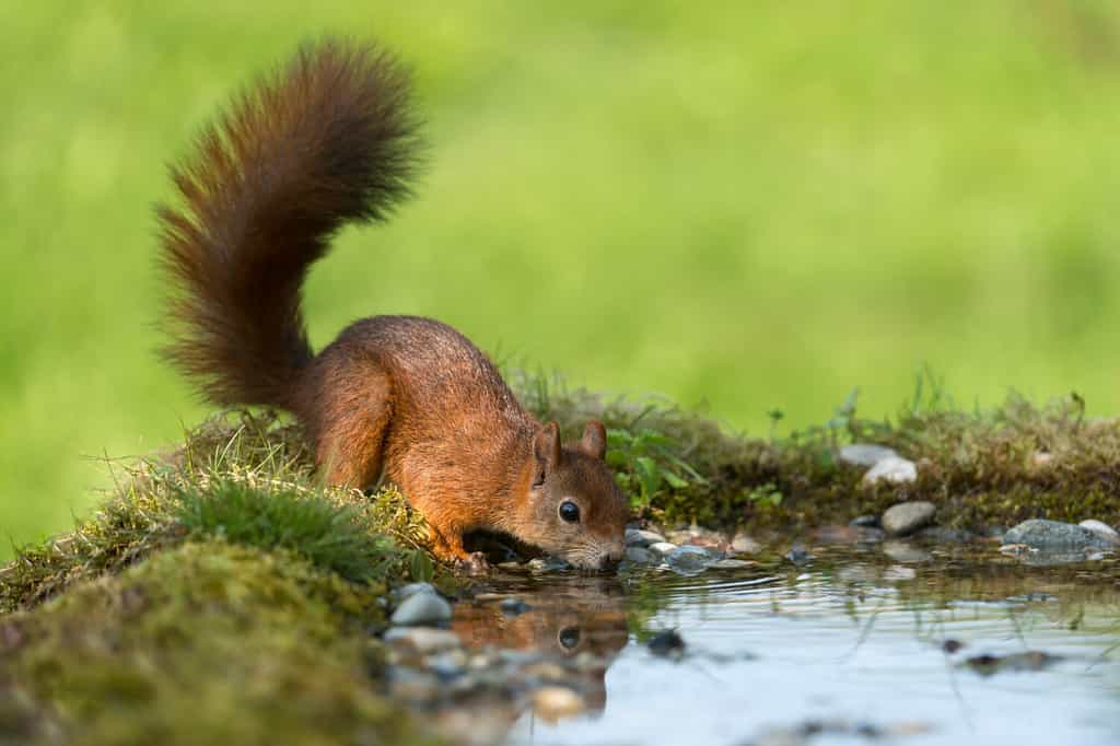 Eurasian red squirrel drinking from a puddle