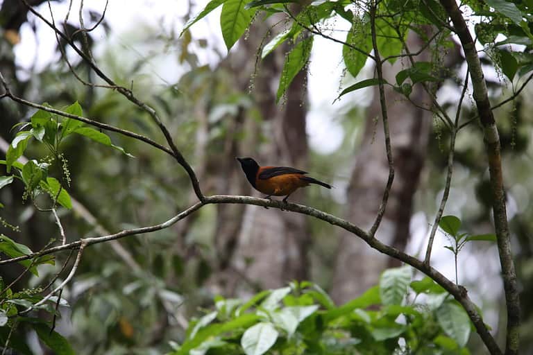 Meet the Hooded Pitohui – The Only Scientifically-Confirmed Poisonous ...