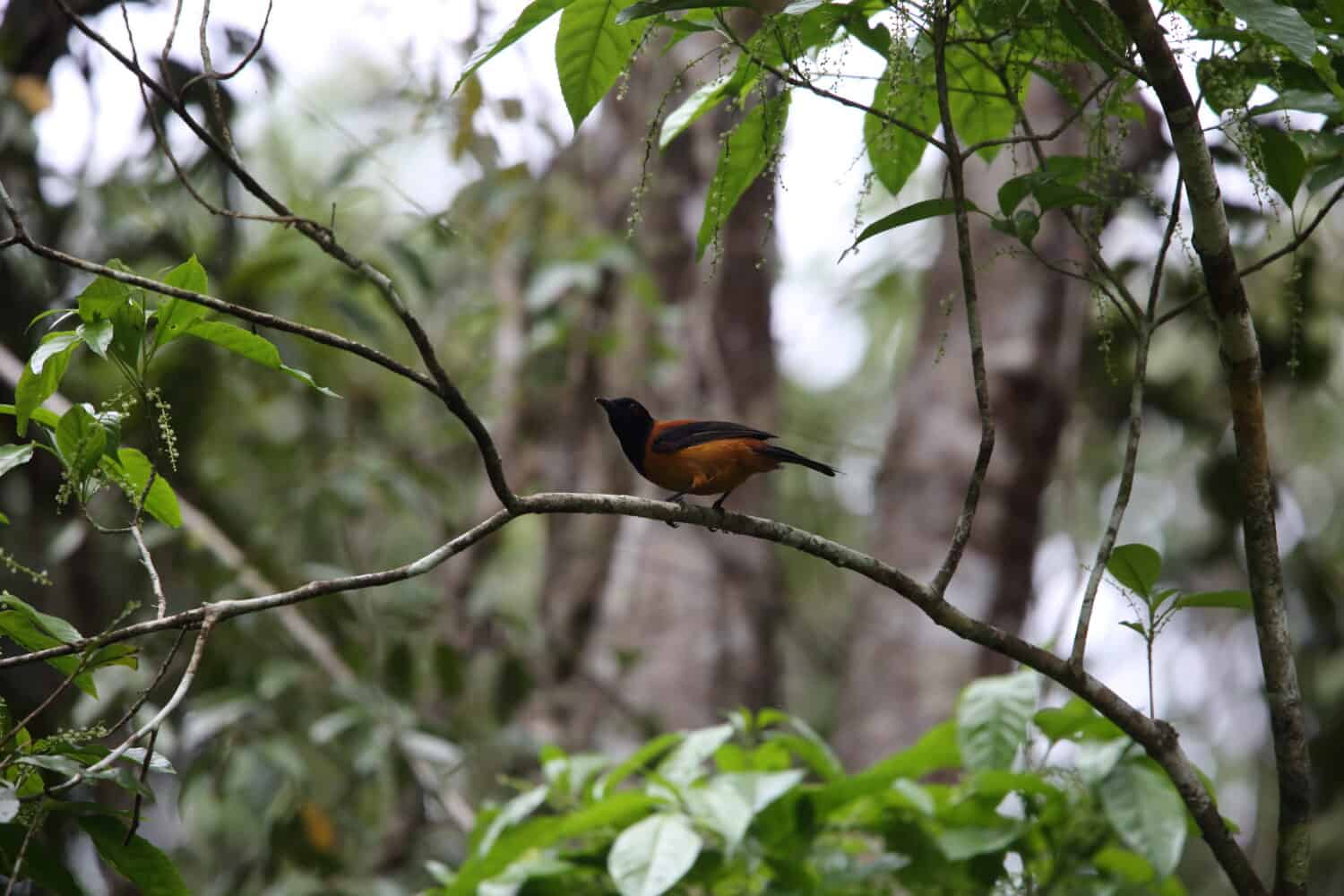 A distanced image of the orange and black hooded pitohui on a tree branch. 