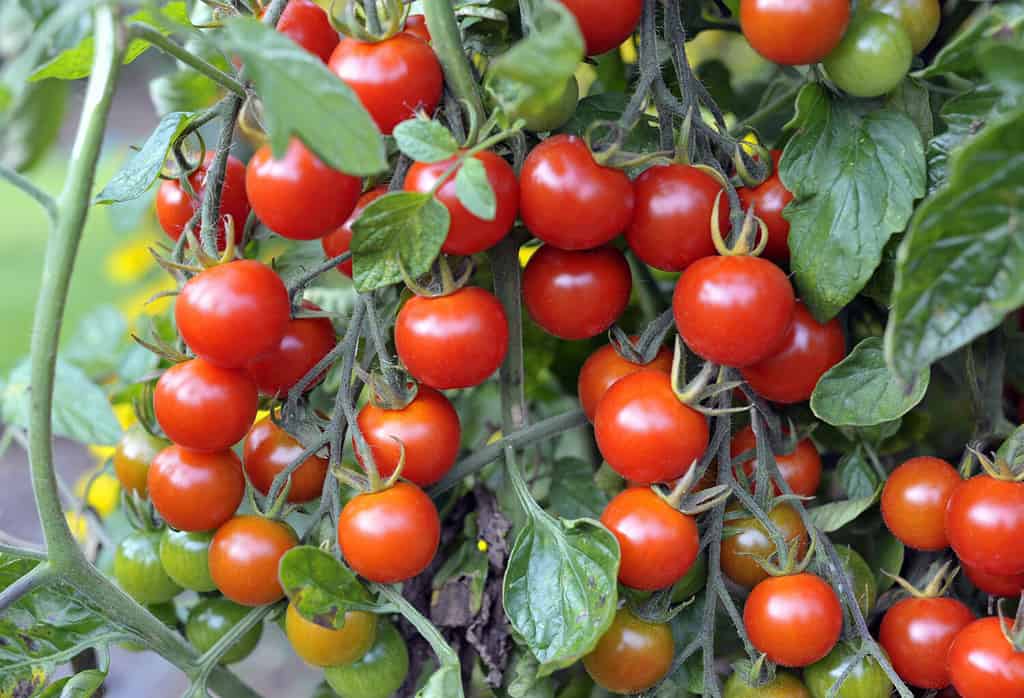 Outdoor grown Cherry tomatoes, F1 Sweet Million, ripening on the vine in a garden.