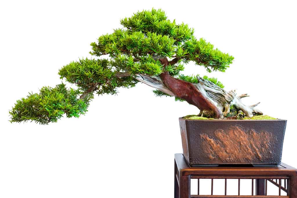 Old distinctive bonsai yew tree (Taxus baccata) white isolated