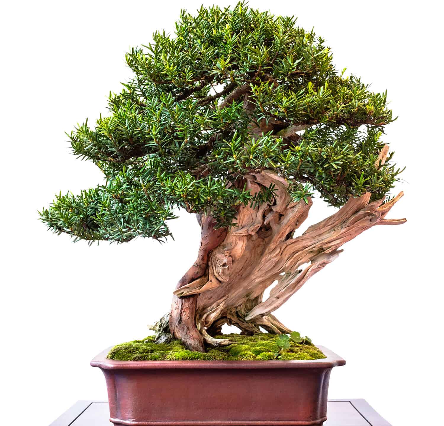 Conifer yew (Taxus cuspidata) as bonsai tree with old deadwood