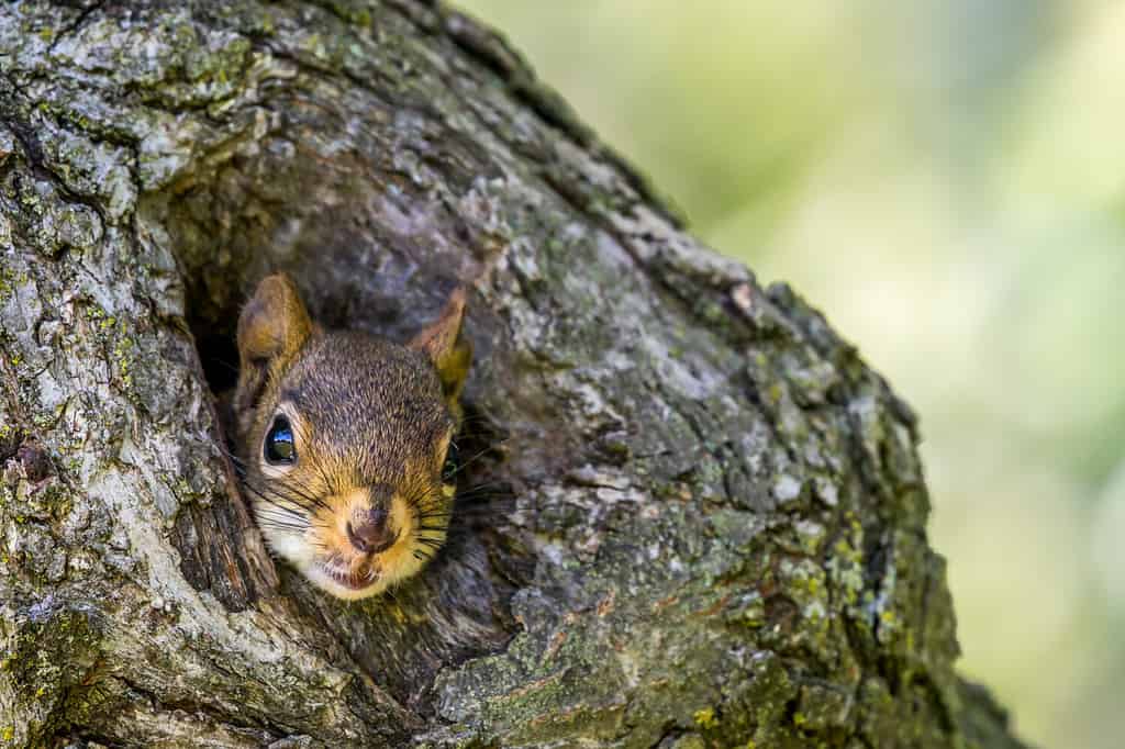 American Red Squirrel - Tamiasciurus hudsonicus, closeup of squirrel peeking out of a small hole in a tree trunk. Bokeh of leaves in the background.