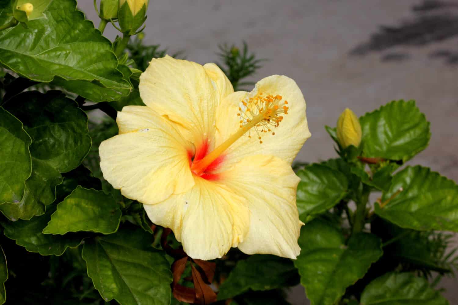 Hibiscus rosa-sinensis 'Hula Girl', China rose,  evergreen shrub or small tree, cultivar with green leaves and large rich yellow flowers with red throat with long exerted staminal column.