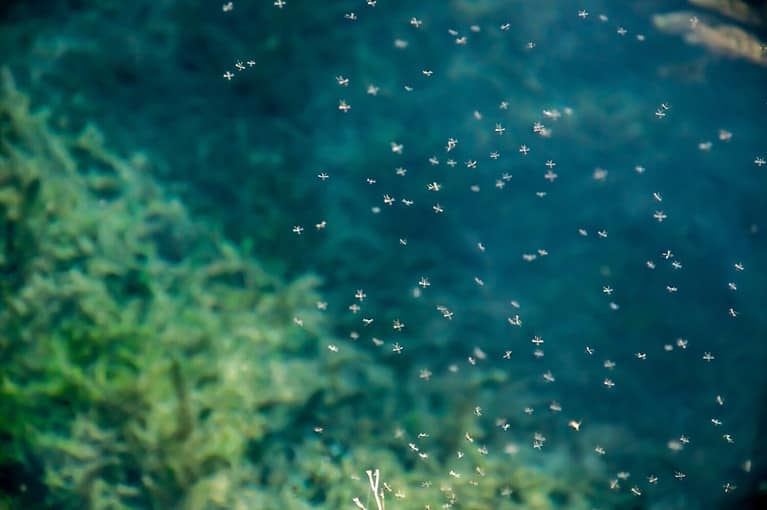 a swarm of mosquitoes against the backdrop of a lake