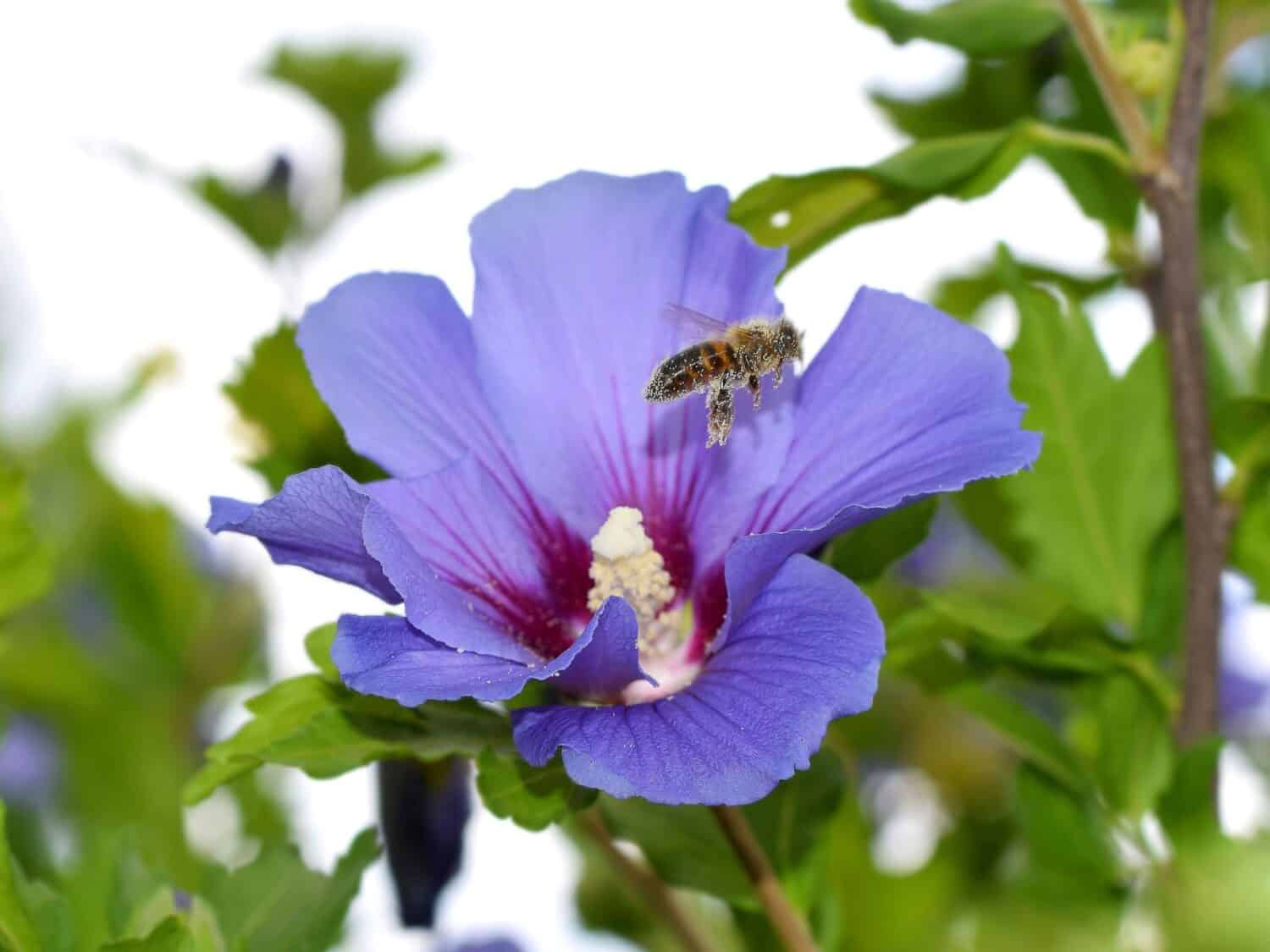 Bee covered with pollen flying from a flower of Hibiscus syriacus 'Oiseau Bleu'