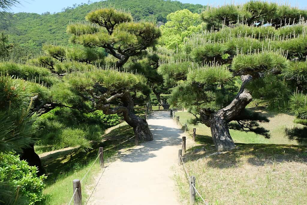footpath wand Japanese Pine tree in Japanese garden in Takamatsu, Japan