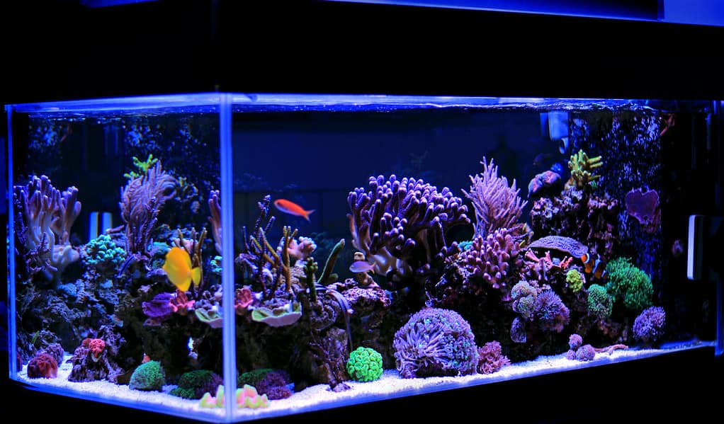 Coral reef saltwater aquarium tank