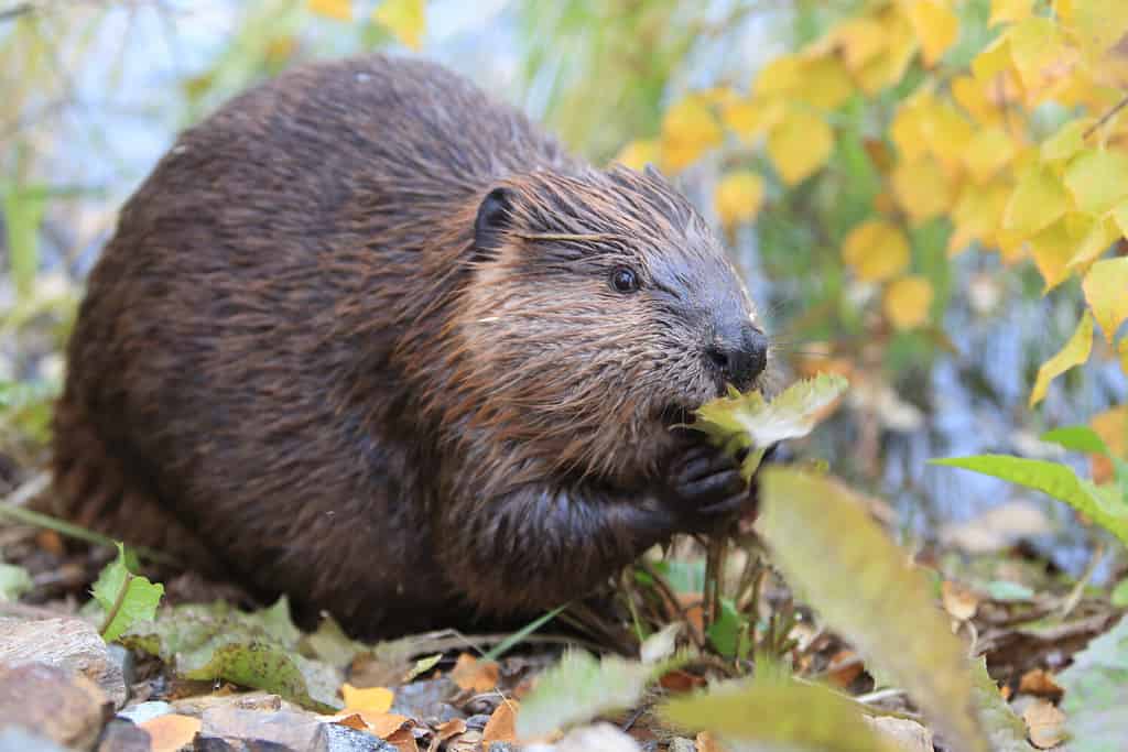 North American Beaver (Castor canadensis) eating Alaska