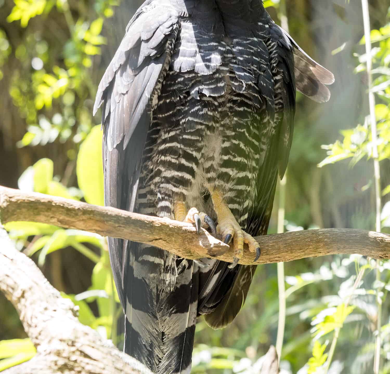 Rare predatory bird Crested eagle, Morphnus guianensis, Ecuador