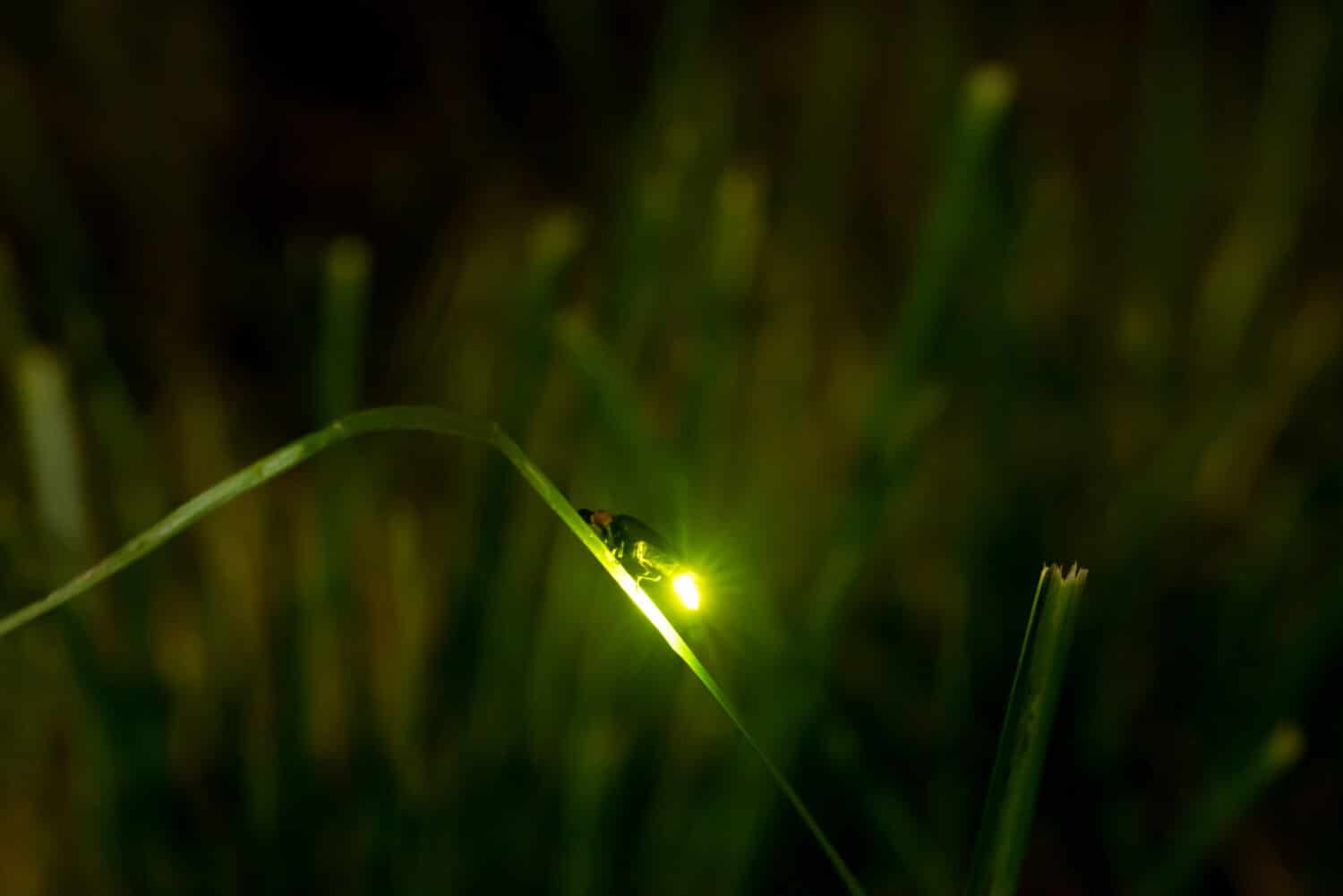 Night firefly light