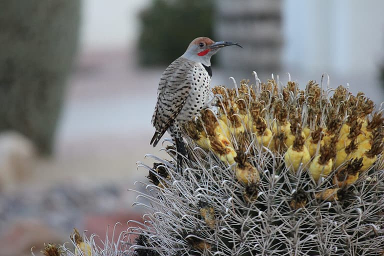 Desert birds tend to be much more abundant where the vegetation is lusher and thus offers more insects, fruit and seeds as food. Where the Arizona cities of Phoenix, Scottsdale, Tucson and Mesa.