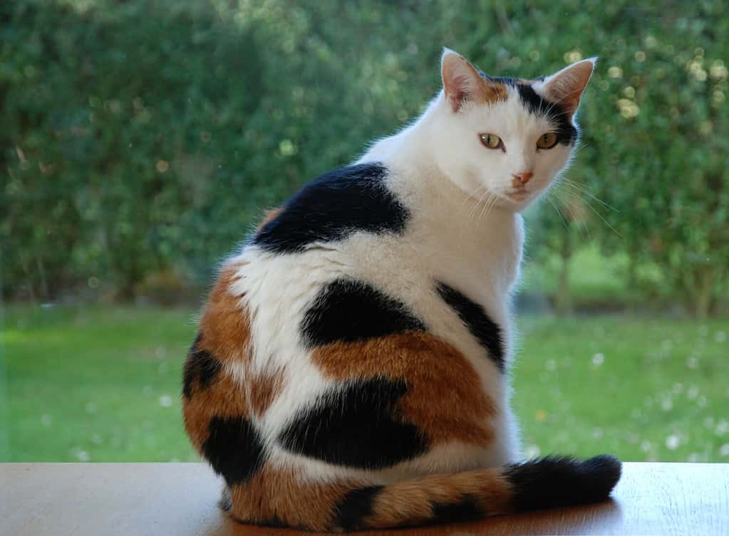 Sweet Cat looking out the window. Tortoiseshell and white cat. Lapjeskat.
