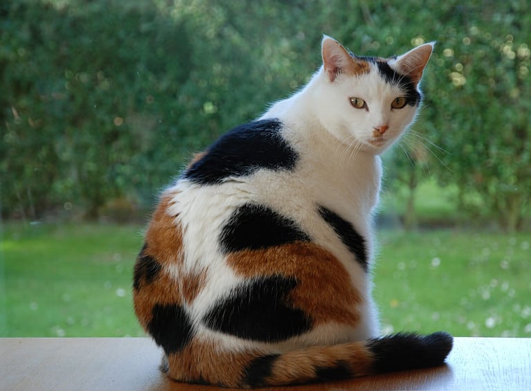 difference between tortoiseshell and calico cats